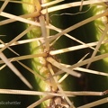 Kaktus (Cactaceae sp.)